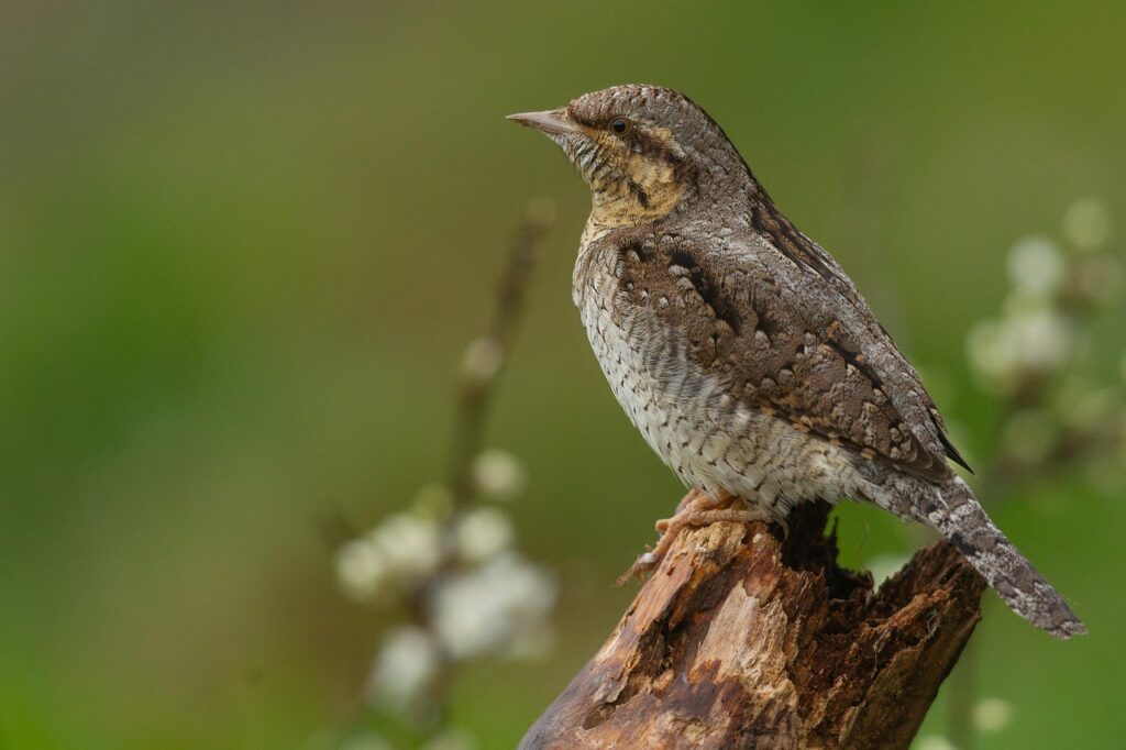 産後の肩こりと腰痛を解消するためのトレーニング方法は？