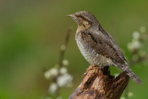 産後の肩こりと腰痛を解消するためのトレーニング方法は？