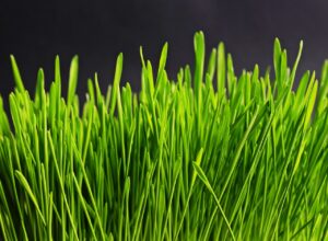 体型が戻った実例から学ぶ、ダイエット成功の秘訣は？